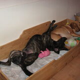 Foto van Tommy en Max