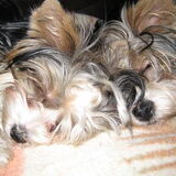 Foto van wilma