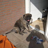 Foto van wilma