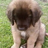 buster als pup