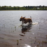 Foto van Daisy
