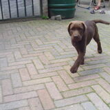wat een lieferd!