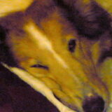 Liza, mijn colliemeid met een triest verleden als fokteef en mishandeld…