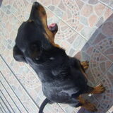 ...en de beauceron....