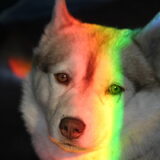 Kaya