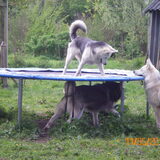 Yindi(boven)King(onder) en Ozzy.