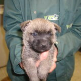 Toen ik nog een pup was