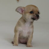 Dit is Boo (uitgesproken als "Boe") een chihuahua teefje, toen ze 6…