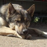 rossi 10 maand