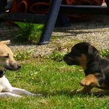 hier ben ik al 9 maanden oud en mijn vriendje (ook een jack russel) 9…