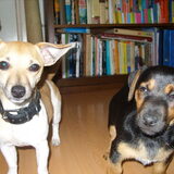 (links) Nouska 9 maanden, (Rechts) diesel 9 weken