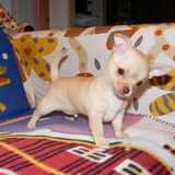Hummer is nu 8 weekjes oud en komt over 1 week bij ons wonen.