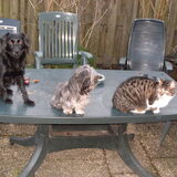 Yara , Blackie en Binkie