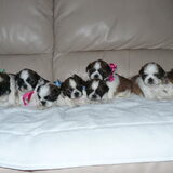 alle 8 de lieve boefjes