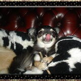 Amora vn chihuahua kennel Chichicadillac