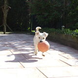 Foto van Ramona, Benji