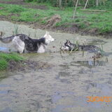 Yindi en King. Lekker kliederen