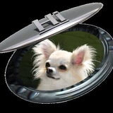 Ilse vn chihuahua kennel Chichicadillac