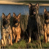 Foto van De Mecheltjes clan