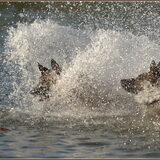 http://www.flickr.com/photos/deheuvelroedel/4630047879/sizes/l/