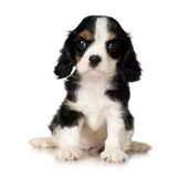 dit was een fotoshoot met louis