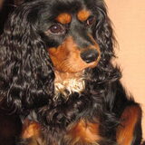 Ik vind dit een mooie foto van onze hond hij is hier ruim 10maanden oud