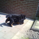 Hier is ìe net thuis , overal heel vrolijk rondgesnuffeld .