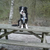 Ginger :D