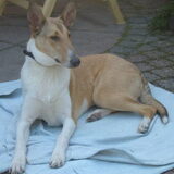 Sandy, 8 maanden oud (18kg en 53cm)