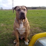 hoi ik ben rocky ben op de fot 8md oud