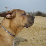 Foto van nicole & rocky , Bickel en max