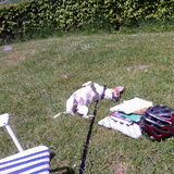 lekker in het gras rollen :)