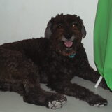 Fee ( mijn hond!) ze lijkt hier niet zo leuk als ze in het echt is.