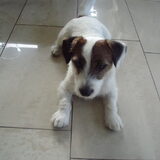 dit is chucky een ruwhaar jack russel we hebben de puppycurcus gedaan…