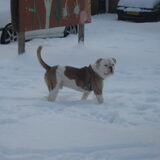 Foto van asha