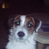 Foto van thea