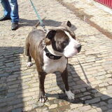 djairo ze grote vriend kimbo(amstaff)
