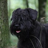 Fenna