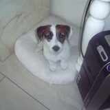 Foto van thea