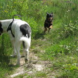 Foto van Petra,  *Lily Jane*   & Jip