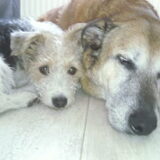 Lief!!!