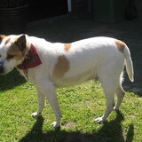 Onze Boris in 2009. Overleden op 9 jarige leeftijd in mei 2010. Wat een…