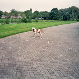 Foto van asha