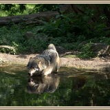 Wolven