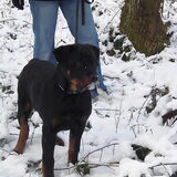 rambo's eerste keer in de sneeuw