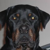 haha rambo net wakker