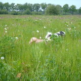 Foto van liesbeth,Turbo,Luna, Levi en Faith