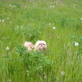 Foto van liesbeth,Turbo,Luna, Levi en Faith