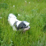 Foto van liesbeth,Turbo,Luna, Levi en Faith