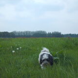 Foto van liesbeth,Turbo,Luna, Levi en Faith